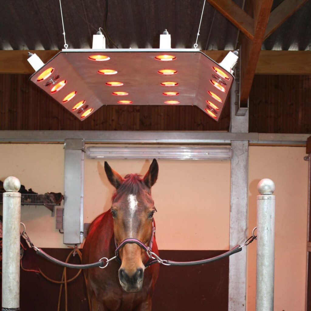 Solarium cheval écurie grand ouest